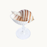 Striped Champagne Glass