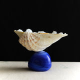 China Clam Bowl
