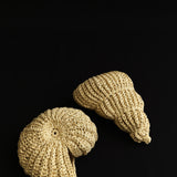 Riviera Ruffia Fossils