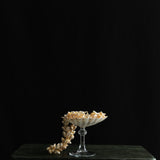 Scallop Shell Glass
